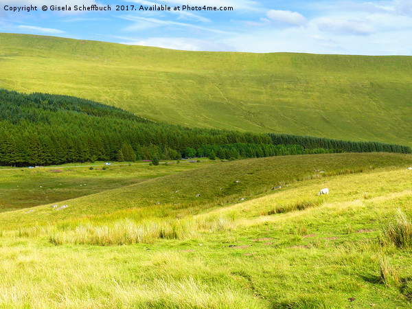 Brecon Beacons National Park II Picture Board by Gisela Scheffbuch