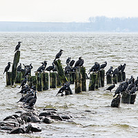 Buy canvas prints of Cormorant Colony in the Baltic Sea by Gisela Scheffbuch