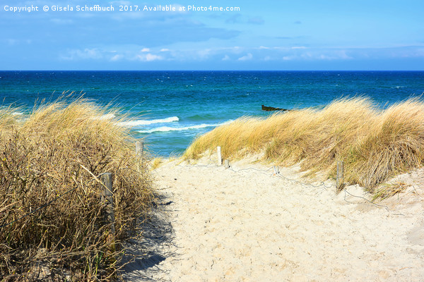 Path Through the Dunes to the Sea Picture Board by Gisela Scheffbuch