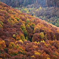 Buy canvas prints of Beautiful Autumn Foliage in the Harz Mountains by Gisela Scheffbuch