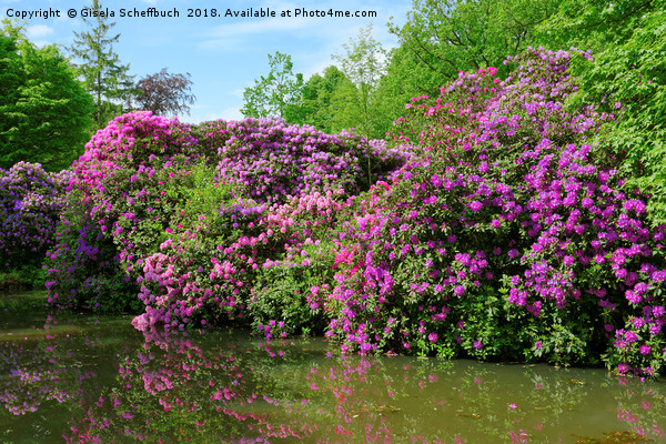 Marvellous Rhododendron in the Park Picture Board by Gisela Scheffbuch