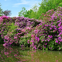 Buy canvas prints of Marvellous Rhododendron in the Park by Gisela Scheffbuch