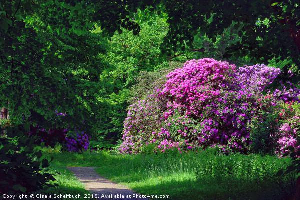 Amazing Rhododendron in the Park Picture Board by Gisela Scheffbuch