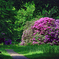 Buy canvas prints of Amazing Rhododendron in the Park by Gisela Scheffbuch
