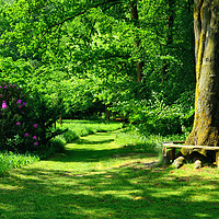 Buy canvas prints of An Idyllic Green Scenery in Breiding's Garden by Gisela Scheffbuch
