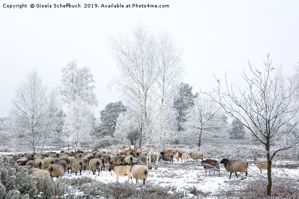 Moorland Sheep on a Cold Winter Day           Picture Board by Gisela Scheffbuch