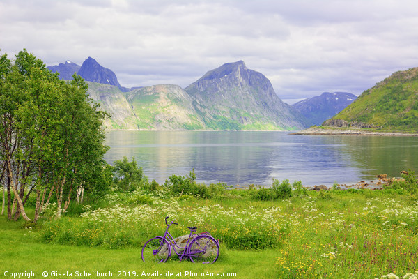 Violet Accents - On the Island of Senja  Picture Board by Gisela Scheffbuch