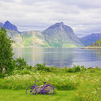 Buy canvas prints of Violet Accents - On the Island of Senja  by Gisela Scheffbuch