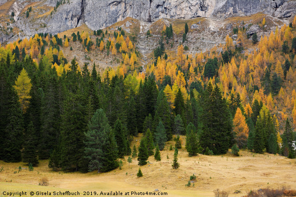 Larches in Autumn Picture Board by Gisela Scheffbuch