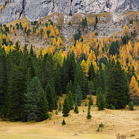 Buy canvas prints of Larches in Autumn by Gisela Scheffbuch