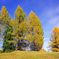 Buy canvas prints of Idyll With Larches by Gisela Scheffbuch