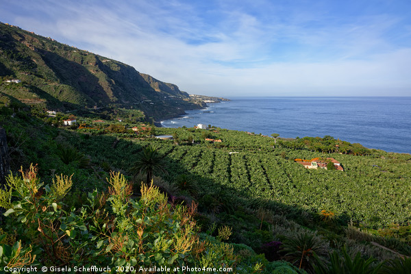Tenerife's Beautiful Green North Picture Board by Gisela Scheffbuch