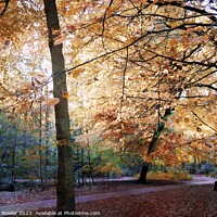 Buy canvas prints of Forever Autumn by Rachel J Bowler