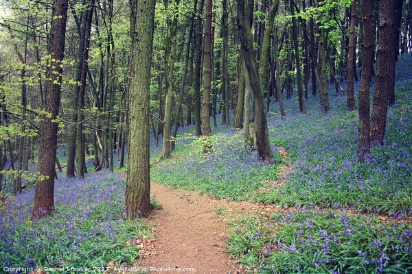 Bluebell Wood Picture Board by RJ Bowler