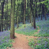 Buy canvas prints of Bluebell Wood by RJ Bowler
