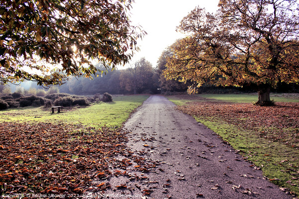 Autumn at Sutton Park Picture Board by RJ Bowler