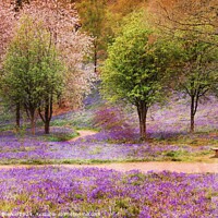 Buy canvas prints of Blossom and Bluebells by Rachel J Bowler
