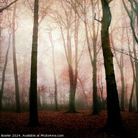 Buy canvas prints of Dark Woods by Rachel J Bowler