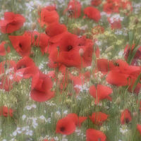 Buy canvas prints of A Dreamy Sea of Red by RJ Bowler