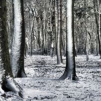 Buy canvas prints of Winter Wonderland by Rachel J Bowler