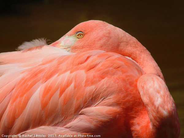 Pretty Flamingo Picture Board by RJ Bowler