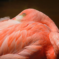 Buy canvas prints of Pretty Flamingo by RJ Bowler