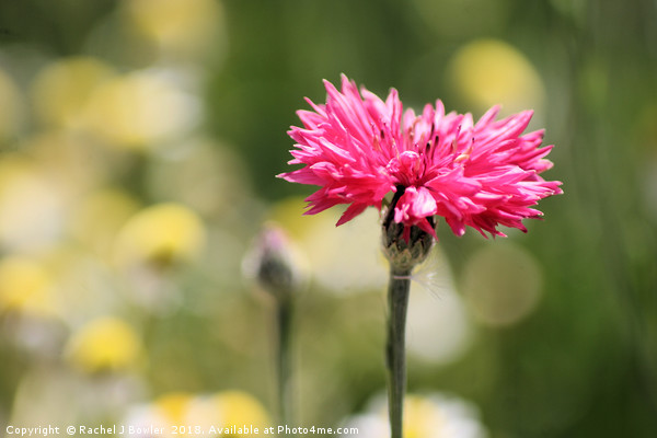The Beauty of Pink Cornflowers Picture Board by RJ Bowler