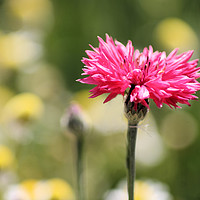 Buy canvas prints of The Beauty of Pink Cornflowers by RJ Bowler