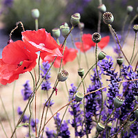 Buy canvas prints of Vibrant Poppy and Lavender Fields by RJ Bowler