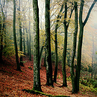 Buy canvas prints of Enchanted Autumn Woodland by RJ Bowler