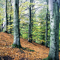 Buy canvas prints of Vibrant Forest by RJ Bowler