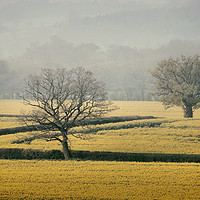 Buy canvas prints of Golden Fields of England by Rachel J Bowler