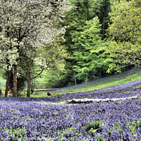 Buy canvas prints of Enchanting Bluebell Woodland by RJ Bowler