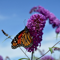 Buy canvas prints of Summer Butterfly by Andrew Jarvis