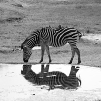 Buy canvas prints of Zebra On Reflection by Vince Warrington