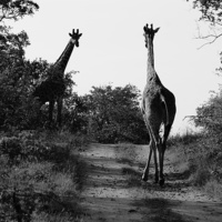 Buy canvas prints of Caution! Giraffe Crossing by Vince Warrington