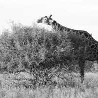 Buy canvas prints of Lunch for a Giraffe by Vince Warrington