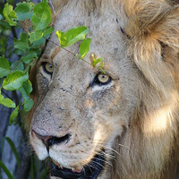 Buy canvas prints of Lion After A Kill by Vince Warrington