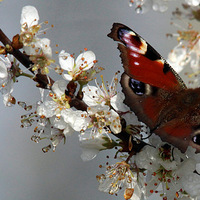 Buy canvas prints of Peacock butterfly by Andy Wickenden