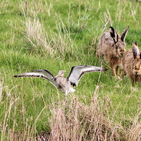 Buy canvas prints of Hares chasing Redshank by Andy Wickenden