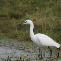 Buy canvas prints of Little Egret by Andy Wickenden