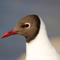 Buy canvas prints of Black headed gull by Andy Wickenden