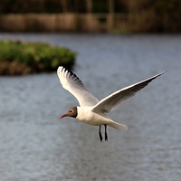 Buy canvas prints of Black headed gull by Andy Wickenden