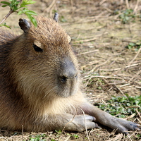 Buy canvas prints of Capybara (Hydrochoerus hydrochaeris) by Andy Wickenden