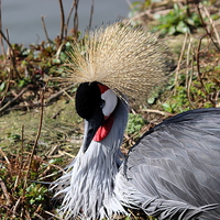 Buy canvas prints of African Crested Crane by Andy Wickenden