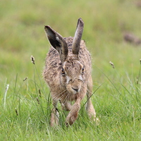 Buy canvas prints of Hare on the marsh by Andy Wickenden