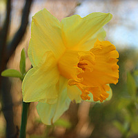 Buy canvas prints of Daffodil Textures by carol hynes