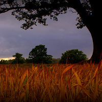 Buy canvas prints of Scorched corn grass under foreboding sky by carol hynes