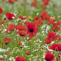 Buy canvas prints of Poppies by Steve Allen