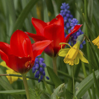 Buy canvas prints of Tulips And Daffodils by Steve Allen